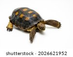 Sonoran Desert Tortoise Isolated on a White Background