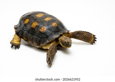 Sonoran Desert Tortoise Isolated On A White Background