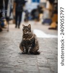 Sony A6400 camera with an E 2.8 16-55mm lens. The lively streets were graced by the presence of numerous cats, adding an element of charm and spontaneity to the scenes captured through my lens
