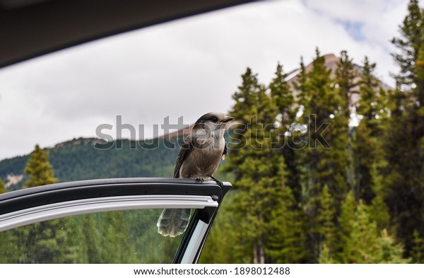 As soon as the car door opened a Canada Jay\
(Perisoreus canadensis) greeted\
us