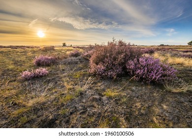 Soothing landscape scenery of heathland in National park Hoge Veluwe, Gelderland Province, the Netherlands. Landscape scene of nature in Europe.