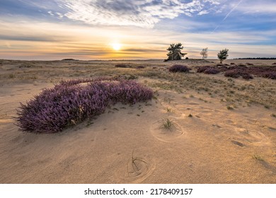 Soothing landscape scenery of heathland in National park Hoge Veluwe, Gelderland Province, the Netherlands. Landscape scene of nature in Europe. - Shutterstock ID 2178409157