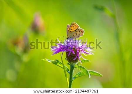 Sooty copper butterfly Lycaena tityrus pollinating on a oxeye daisy in summer. [[stock_photo]] © 
