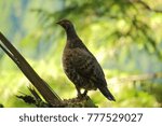 Sooty Grouse Female (Dendragapus fuliginosus) in the Opal Creek Wilderness