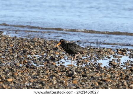 Sooty oystercatcher bird foraging for food along a beach shoreline Foto stock © 