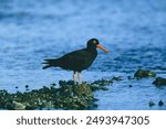 Sooty Oystercatcher (Haematopus fuliginosus) adult standing on coral reef

Lady Elliot Island, Queensland, Australia