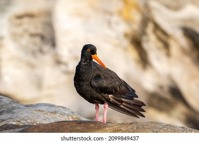 Sooty Oystercatcher, Nielsen Park, NSW, December 2021