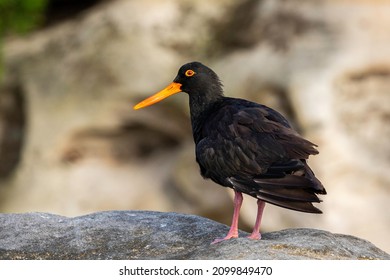 Sooty Oystercatcher, Nielsen Park, NSW, December 2021