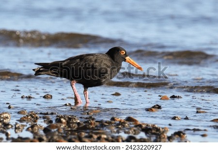 Sooty oystercatcher shorebird wader bird foraging for food on a rocky shoreline at a beach Foto stock © 