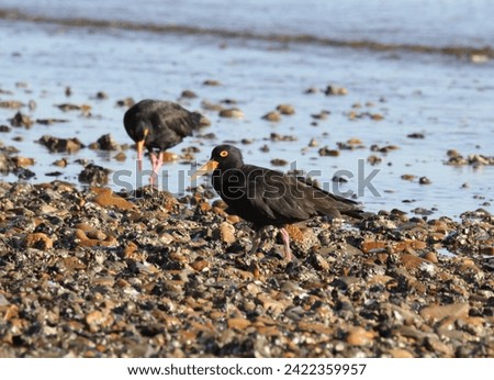 Sooty oystercatchers shorebird wader bird foraging for food on a rocky shoreline beach Foto stock © 