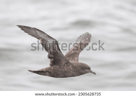 Sooty shearwater flying over the ocean