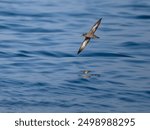 Sooty shearwater, Puffinus griseus, single bird in flight at sea, Yorkshire, August 2024