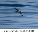 Sooty shearwater, Puffinus griseus, single bird in flight at sea, Yorkshire, August 2024