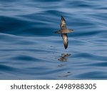 Sooty shearwater, Puffinus griseus, single bird in flight at sea, Yorkshire, August 2024