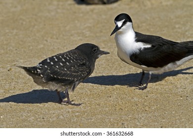 Sooty Tern (Onychoprion Fuscatus)