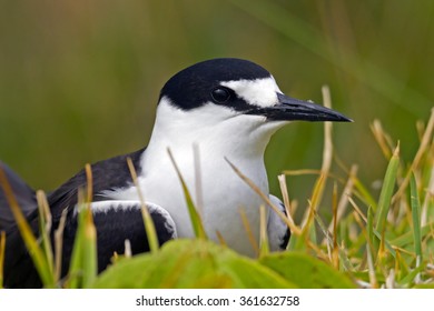 Sooty Tern (Onychoprion Fuscatus)