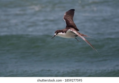 A Sooty Tern, Onychoprion Fuscatus, In Flight