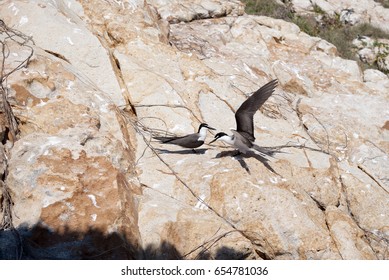 Sooty Tern (Onychoprion Fuscatus) On The Rocks