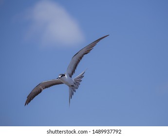 Sooty Tern (Onychoprion Fuscatus) In Raso Islet