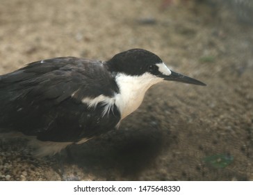 Sooty Tern (onychoprion Fuscatus) (Wide-awake Tern)