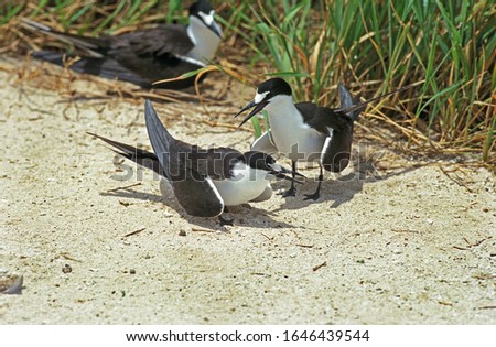 Sooty Tern, sterna fuscata, Group, Australia 