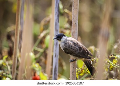 すすけた の画像 写真素材 ベクター画像 Shutterstock