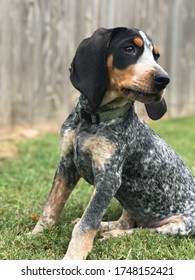 Sophie The Blue Tick Hound