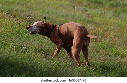 Sophie The Elderly Vizsla On The Farm