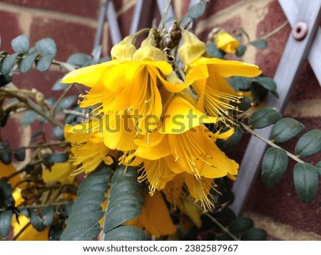 Sophora microphylla 'Sun King' (Hilsop or Kowhai) flowering in early spring