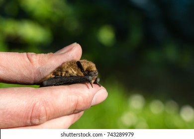 Soprano Pipistrelle Bat In Hand