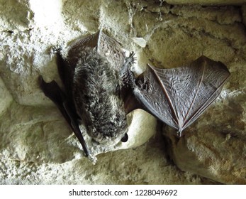 Soprano Pipistrelle Bat, Pipistrellus Pygmaeus,