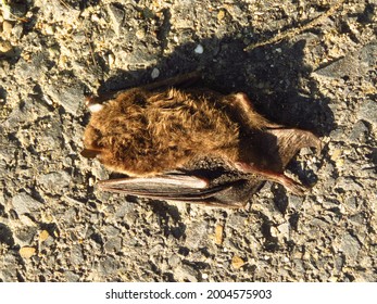 Soprano Pipistrelle, Bat, Pipistrellus Pygmaeus,