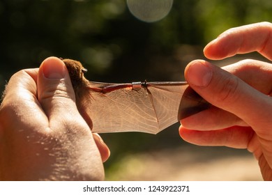 The Soprano Pipistrelle In Hand With Ring Mark