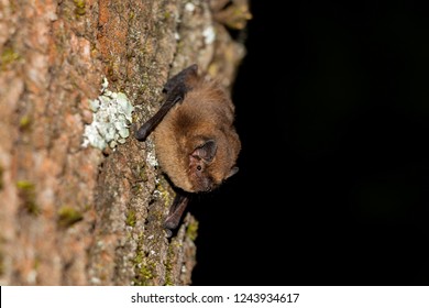 The Soprano Pipistrelle On Tree