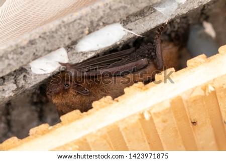 The Soprano pipistrelle (Pipistrellus pygmaeus) hidding in a part of a bat house