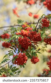 Sorbus aucuparia moutain-ash rowan tree branches with green leaves and red pomes berries on branches, blue sky