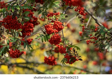 Sorbus aucuparia moutain-ash rowan tree branches with green leaves and red pomes berries on branches, blue sky