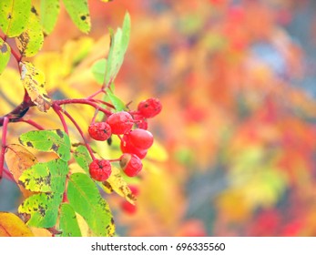 Sorbus Commixta - Japanese Rowan