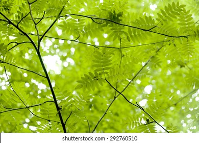 sorbus green leaves in springtime 