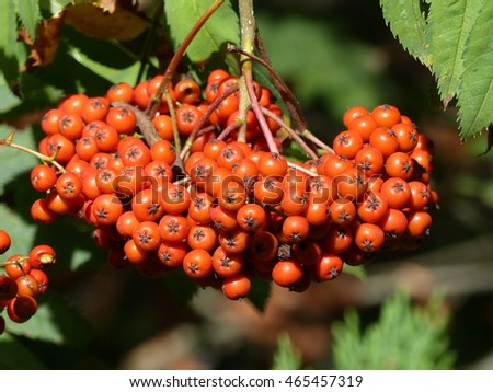 sorbus sargentiana red fruits rosaceae family stock photo edit now rosaceae family