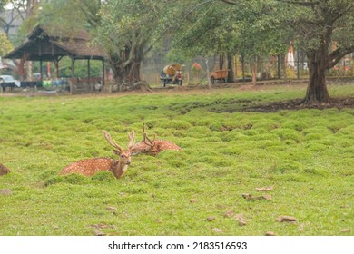 Soreang 22 July 2022, Two Deer Are Relaxing On The Grass In A Captivity In The Bandung Regency Local Government Area