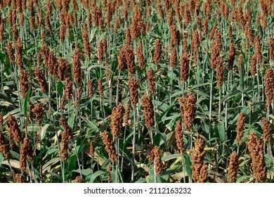 Sorghum, A Cereal Grain, Is The Fifth Most Important Cereal Crop In The World, Largely Because Of Its Natural Drought Tolerance And Versatility As Food, Feed And Fuel