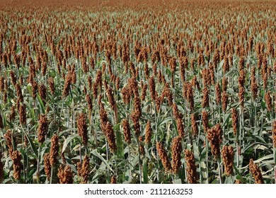 Sorghum, A Cereal Grain, Is The Fifth Most Important Cereal Crop In The World, Largely Because Of Its Natural Drought Tolerance And Versatility As Food, Feed And Fuel