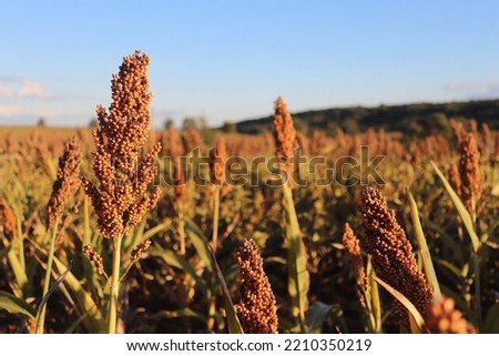 Sorghum field in evening sunlight, at the end of a summer's day, near Toulouse, France. ストックフォト © 