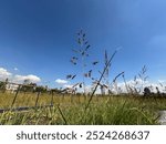 Sorghum halepense red flowers isolated on sky background. Johnson grass blooming plant. Persian (aleppo grass) plant. Johnson grass is used as a forage crop and to stop erosion. Close-up.