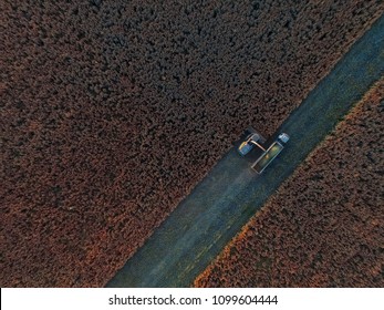 Sorghum Harvest, In La Pampa, Argentina