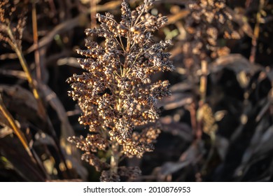 A Sorghum Plant At A Farm In South Texas Near Corpus Christi, Texas