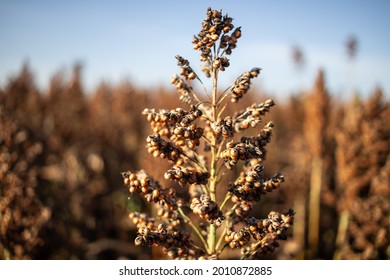 A Sorghum Plant Grows On A Farm Near Corpus Christi, Texas USA I