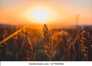 Sorghum Sunset