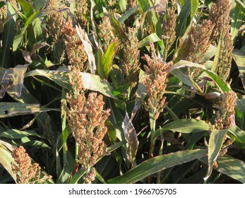Sorgum Crop growing in country Queensland Australia - Shutterstock ID 1966705705